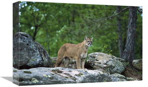 Global Gallery GCS-452560-1218-142 12 x 18 in. Mountain Lion Adult&#44