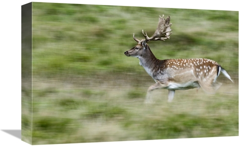 Global Gallery GCS-398059-1218-142 12 x 18 in. Fallow Deerbuck Running