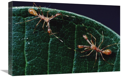 Global Gallery GCS-450714-1624-142 16 x 24 in. Kerengga Ant-Like Jumpe