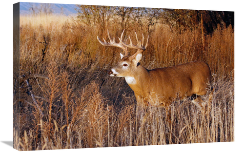 30 in. Whitetail Buck Art Print - Vic Schendel