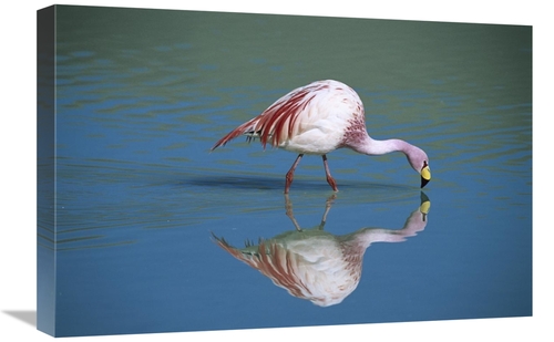 Global Gallery GCS-451650-1624-142 16 x 24 in. Puna Flamingo Feeding i