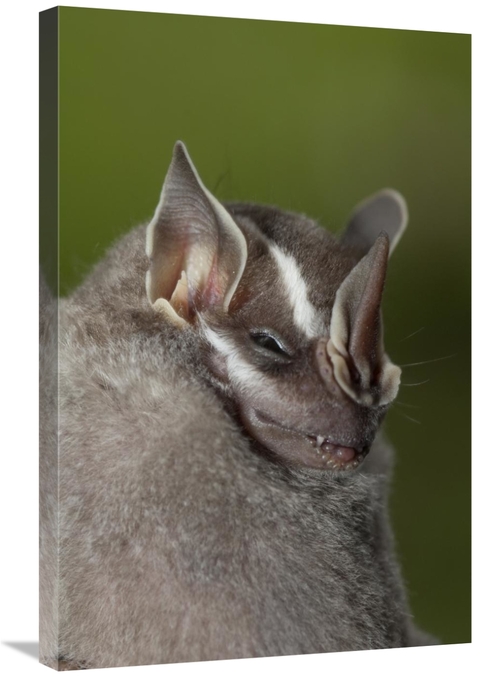 Global Gallery GCS-395557-2030-142 20 x 30 in. Leaf-Nosed Bat, Ama