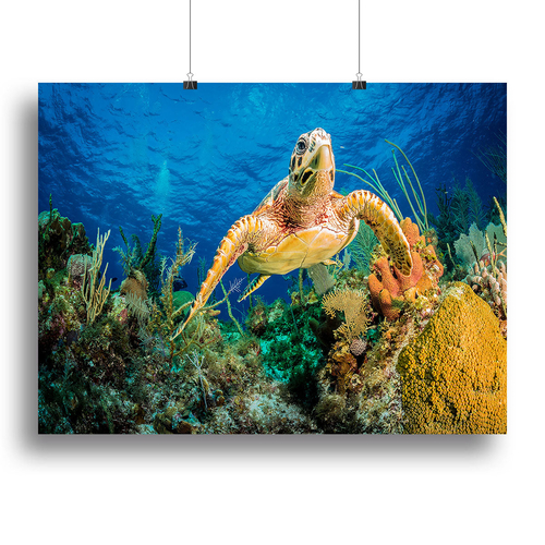 Hawksbill Turtle Swimming Through Caribbean Reef Canvas Print or
