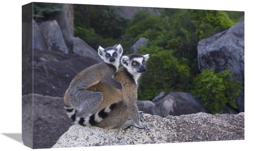 Global Gallery GCS-453244-1218-142 12 x 18 in. Ring-Tailed Lemur & You