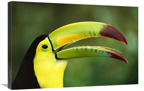 Global Gallery GCS-453014-2030-142 20 x 30 in. Keel-Billed Toucan Port