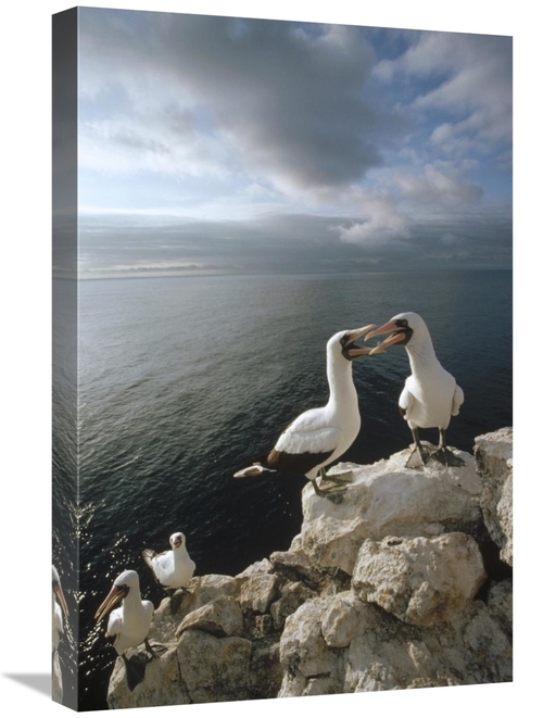 Global Gallery GCS-451295-1624-142 16 x 24 in. Masked Booby Courting P