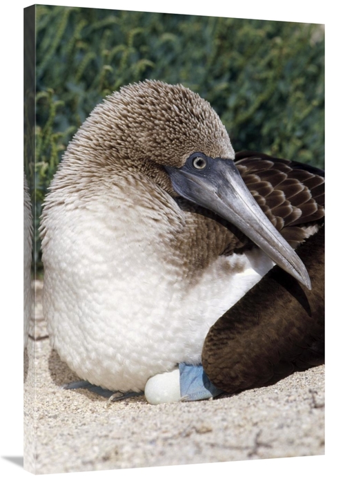 Global Gallery GCS-451400-2436-142 24 x 36 in. Blue-Footed Booby Femal