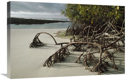 Global Gallery GCS-451272-2030-142 20 x 30 in. Red Mangrove Root Props