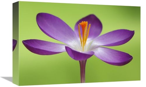 Global Gallery GCS-398005-1218-142 12 x 18 in. Dutch Crocus Flower,