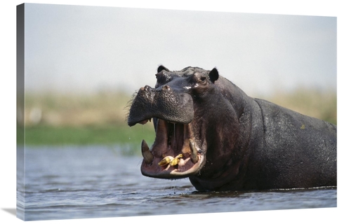 Global Gallery GCS-452981-2436-142 24 x 36 in. Hippopotamus Bull Threa