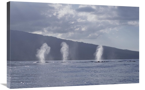 Global Gallery GCS-450999-2436-142 24 x 36 in. Humpback Whale Multiple