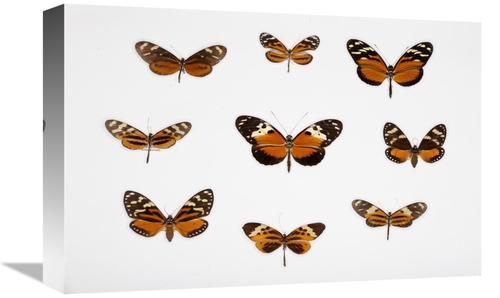 Global Gallery GCS-398534-1218-142 12 x 18 in. Butterflies Art Print -