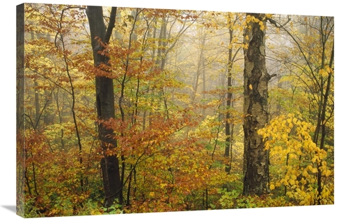 Global Gallery GCS-395926-2436-142 24 x 36 in. Mixed Deciduous Forest 