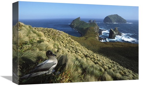 Global Gallery GCS-451620-1218-142 12 x 18 in. Light-Mantled Albatross