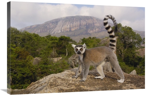 Global Gallery GCS-453253-2436-142 24 x 36 in. Ring-Tailed Lemur in th