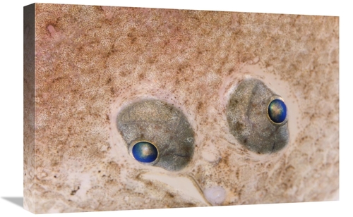 Global Gallery GCS-395364-1624-142 16 x 24 in. European Flounder Eyes&