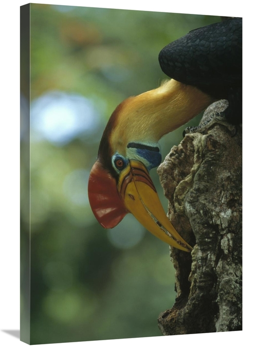 Global Gallery GCS-451135-2030-142 20 x 30 in. Sulawesi Red-Knobbed Ho