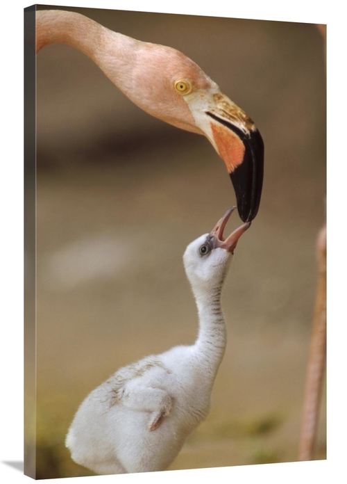 Global Gallery GCS-396380-2436-142 24 x 36 in. Greater Flamingo Mother