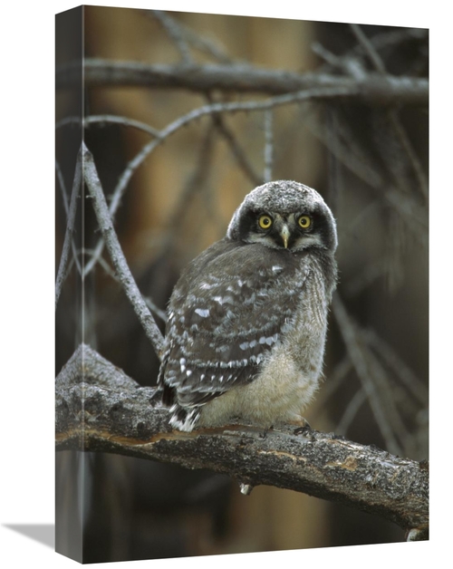 Global Gallery GCS-453320-1218-142 12 x 18 in. Northern Hawk Owl Chick