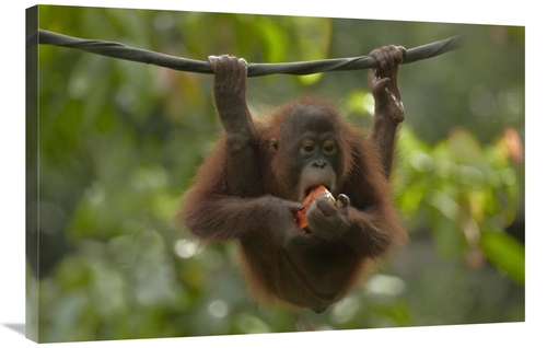 Global Gallery GCS-396409-2436-142 24 x 36 in. Orangutan Young Eating 