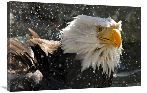 Global Gallery GCS-486404-36-142 36 in. Bald Eagle Bath II Art Print -