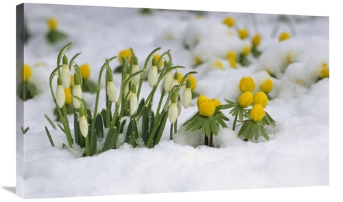 Global Gallery GCS-398474-36-142 36 in. Snowdrops Blooming in Snow&#44