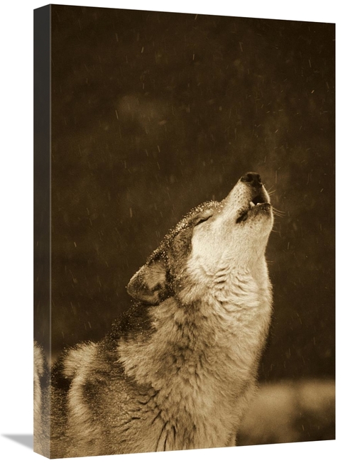 Global Gallery GCS-453715-1624-142 16 x 24 in. Timber Wolf Howling&#44