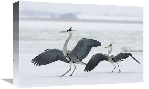 Global Gallery GCS-452602-1218-142 12 x 18 in. Grey Heron Pair in Wint