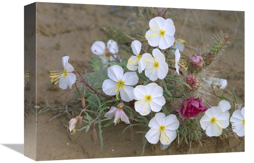 Global Gallery GCS-452073-1216-142 12 x 16 in. Evening Primrose with G