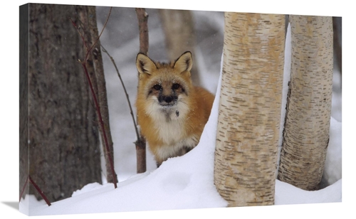 Global Gallery GCS-396661-2030-142 20 x 30 in. Red Fox Looking Out Fro