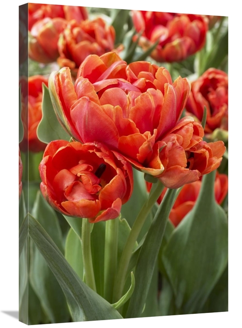 Global Gallery GCS-398367-2030-142 20 x 30 in. Tulip Grand Rapids Vari