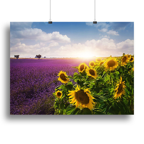 Lavender and sunflowers fields Canvas Print or Poster