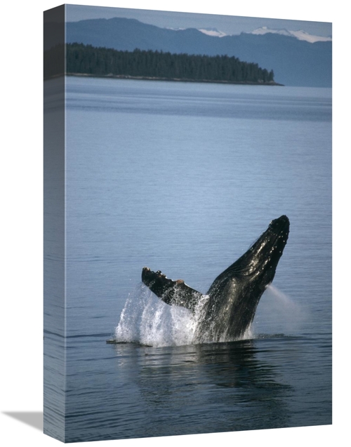 Global Gallery GCS-451171-1218-142 12 x 18 in. Humpback Whale Breachin