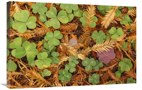 Global Gallery GCS-452833-2436-142 24 x 36 in. Woodsorrel & Coast Redw