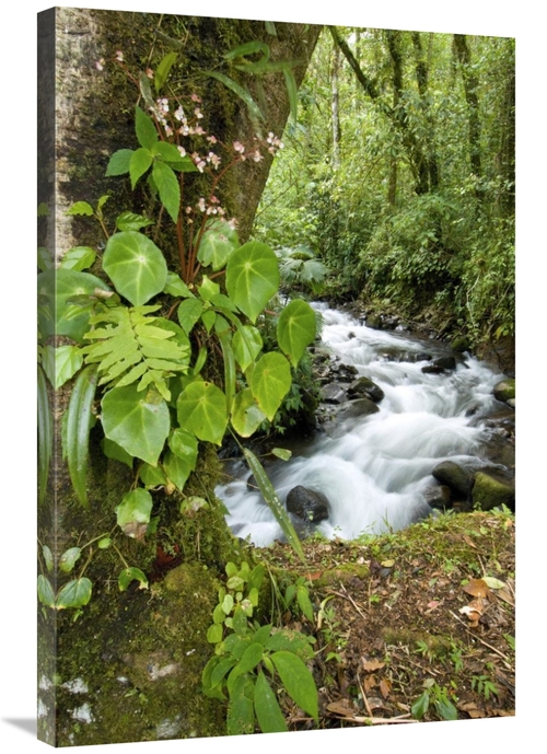 Global Gallery GCS-397323-2436-142 24 x 36 in. Creek Flowing Through R