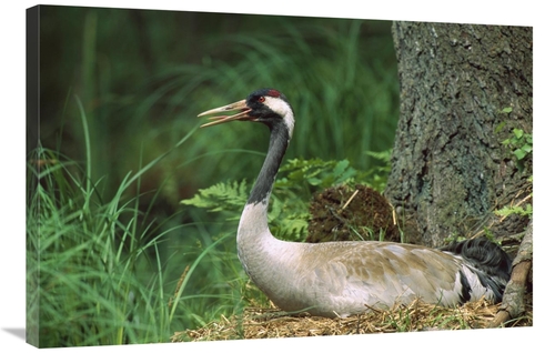 Global Gallery GCS-452394-2436-142 24 x 36 in. Common Crane on Nest&#4