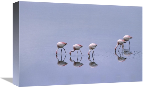Global Gallery GCS-453167-1218-142 12 x 18 in. Puna Flamingos Feeding&