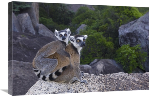 Global Gallery GCS-453244-2030-142 20 x 30 in. Ring-Tailed Lemur & You