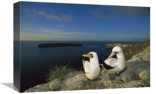 Global Gallery GCS-451771-1218-142 12 x 18 in. Nazca Booby Nesting Col