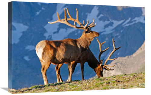 Global Gallery GCS-486394-30-142 30 in. Two High Country Bull Elk Art 