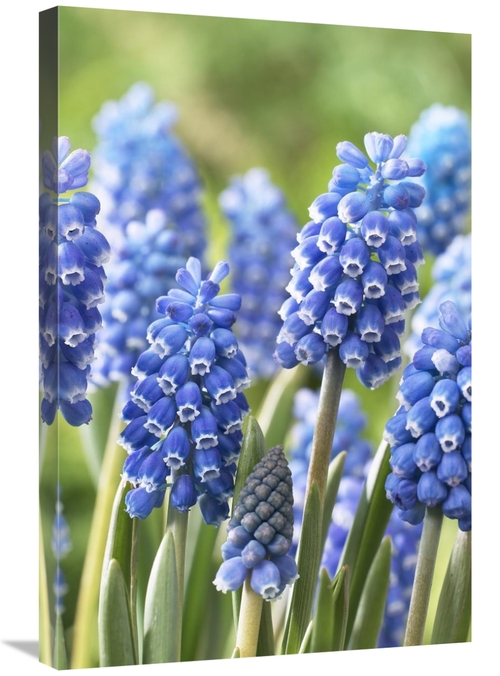 Global Gallery GCS-398404-2030-142 20 x 30 in. Blue Grape Hyacinth Blu