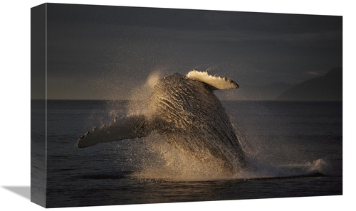 Global Gallery GCS-453547-1218-142 12 x 18 in. Humpback Whale Breachin