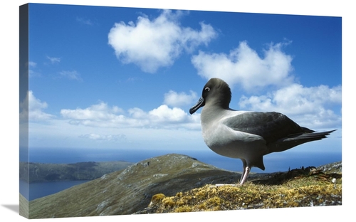 Global Gallery GCS-451619-2030-142 20 x 30 in. Light-Mantled Albatross