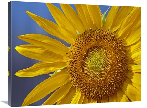 Global Gallery GCS-396095-2432-142 24 x 32 in. Common Sunflower Flower