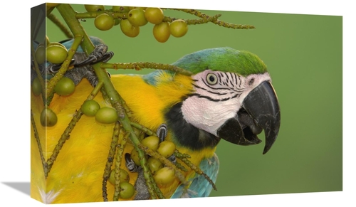 Global Gallery GCS-453229-1218-142 12 x 18 in. Blue & Yellow Macaw Fee