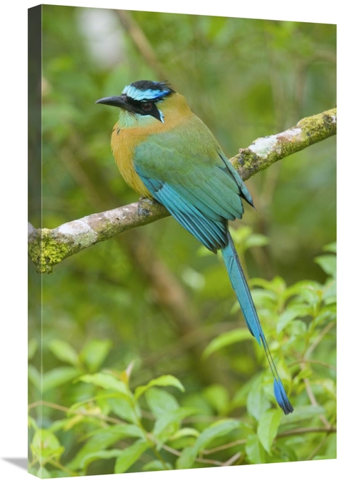 Global Gallery GCS-397276-2030-142 20 x 30 in. Blue-Crowned Motmot,
