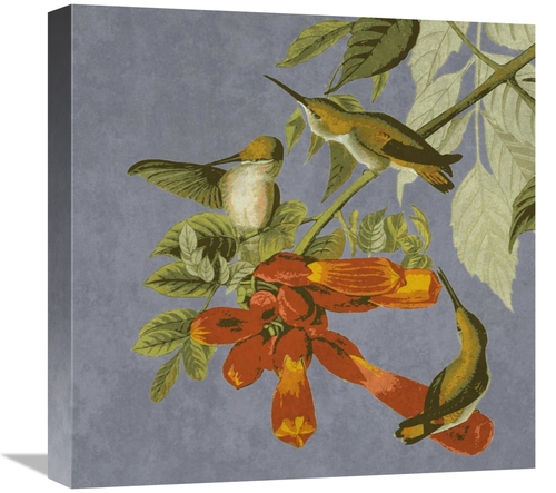 Global Gallery GCS-394161-1818-142 18 x 18 in. Audubon Decor - Humming