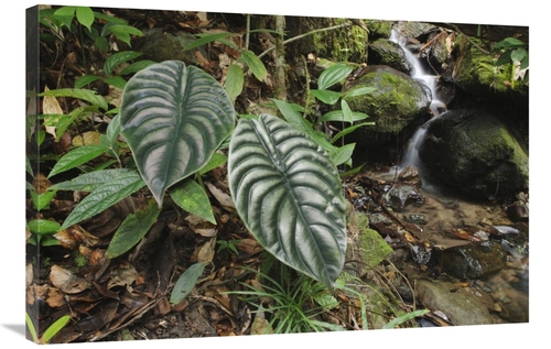 Global Gallery GCS-397562-2436-142 24 x 36 in. Taro Leaves Near Creek 