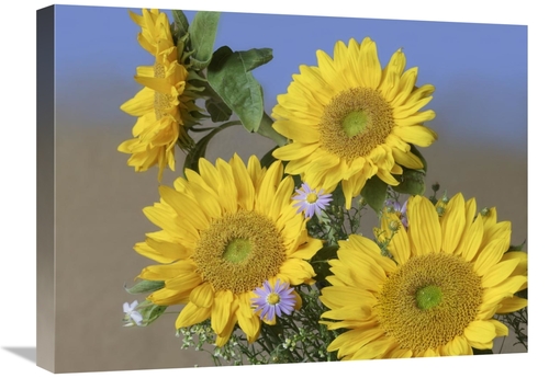 Global Gallery GCS-452237-1824-142 18 x 24 in. Common Sunflower & Aste