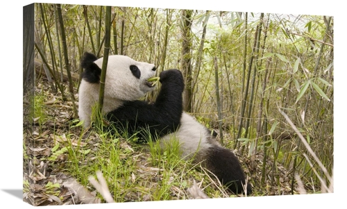 Global Gallery GCS-395893-1624-142 16 x 24 in. Xiang Xiang Eating Bamb